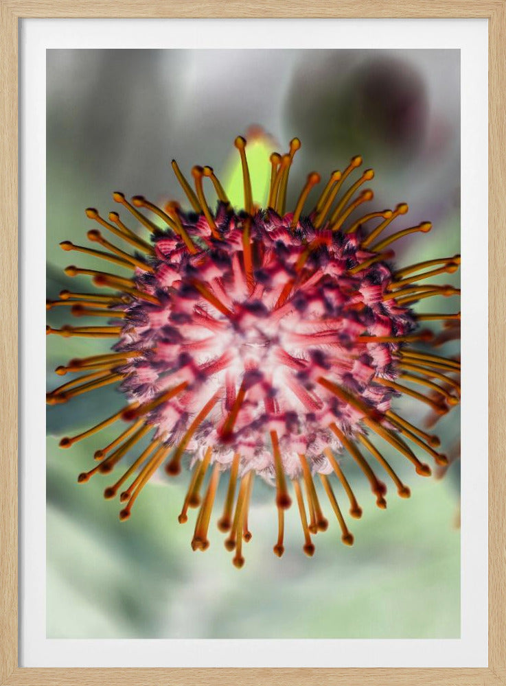 Blooming Radiance | Poster