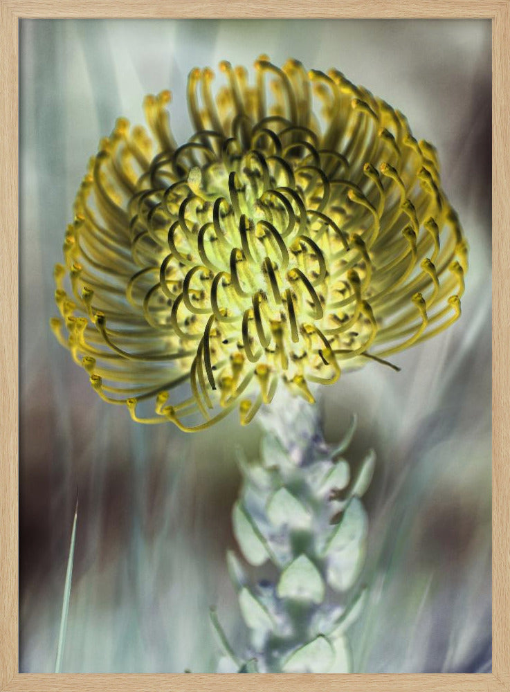 Golden Bloom Burst | Poster