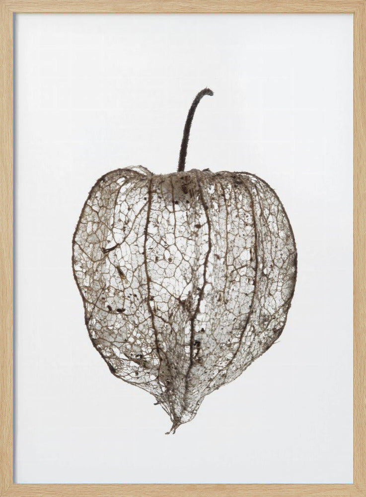 Fragile Nature&#039;s Veil | Poster