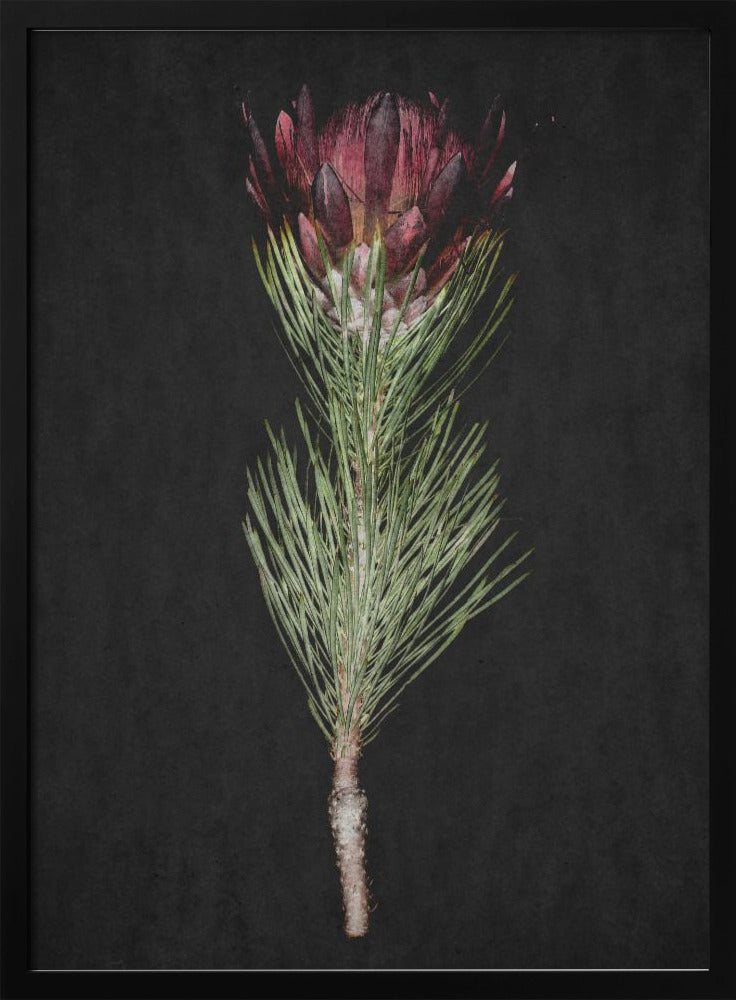 Protea Serenity | Poster