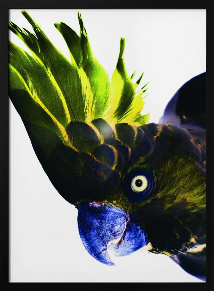 Vivid Bird Glance | Poster