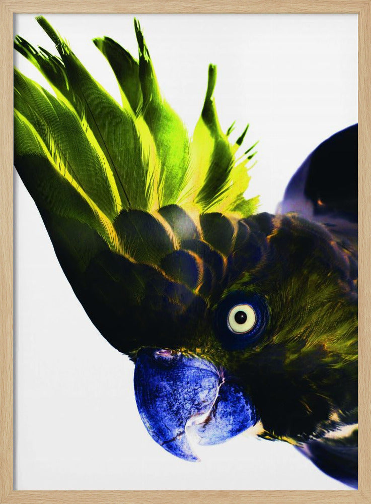 Vivid Bird Glance | Poster