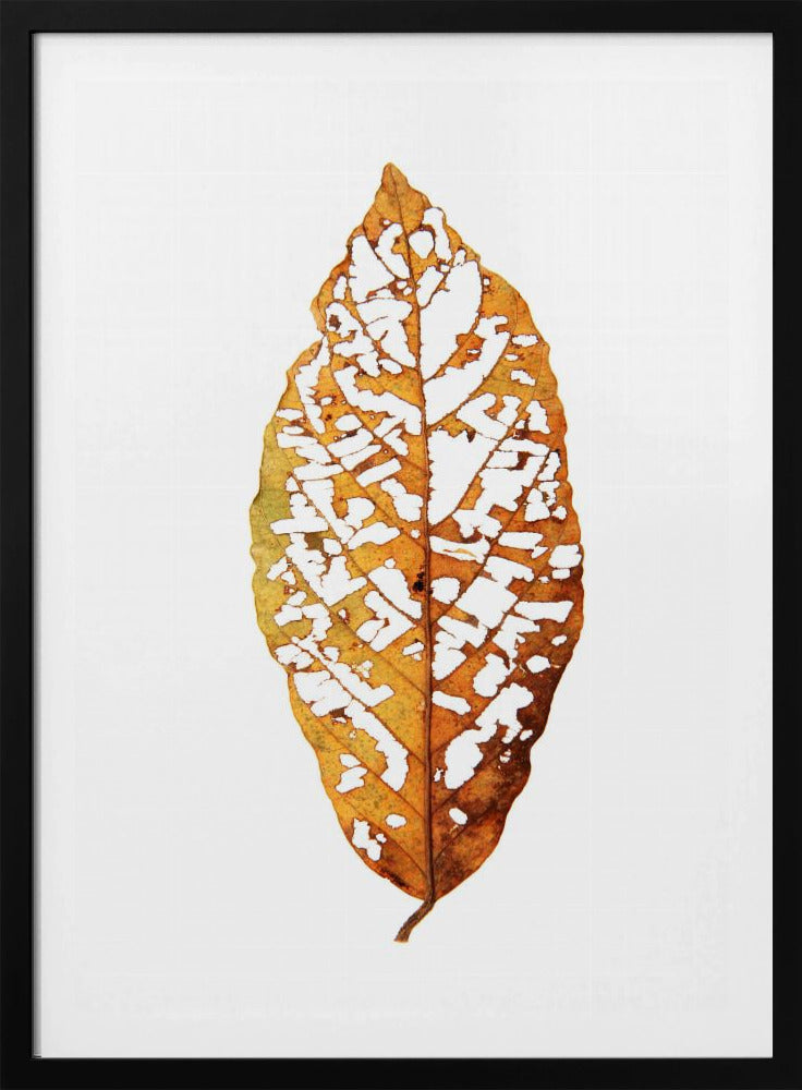 Leaf Skeleton Essence | Poster