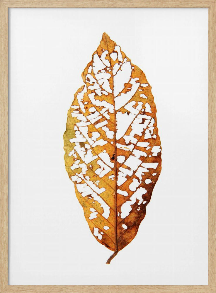 Leaf Skeleton Essence | Poster