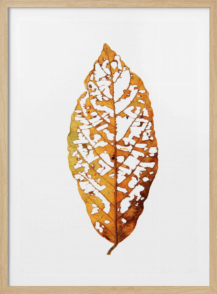 Leaf Skeleton Essence | Poster