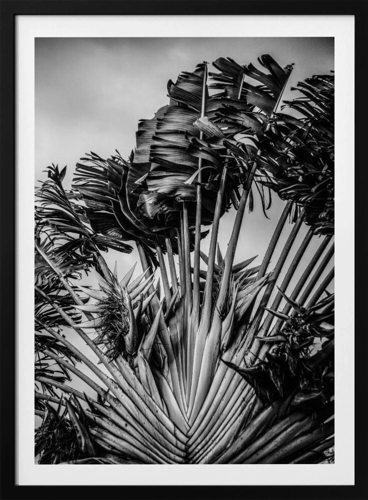 Tropical Dancer | Poster