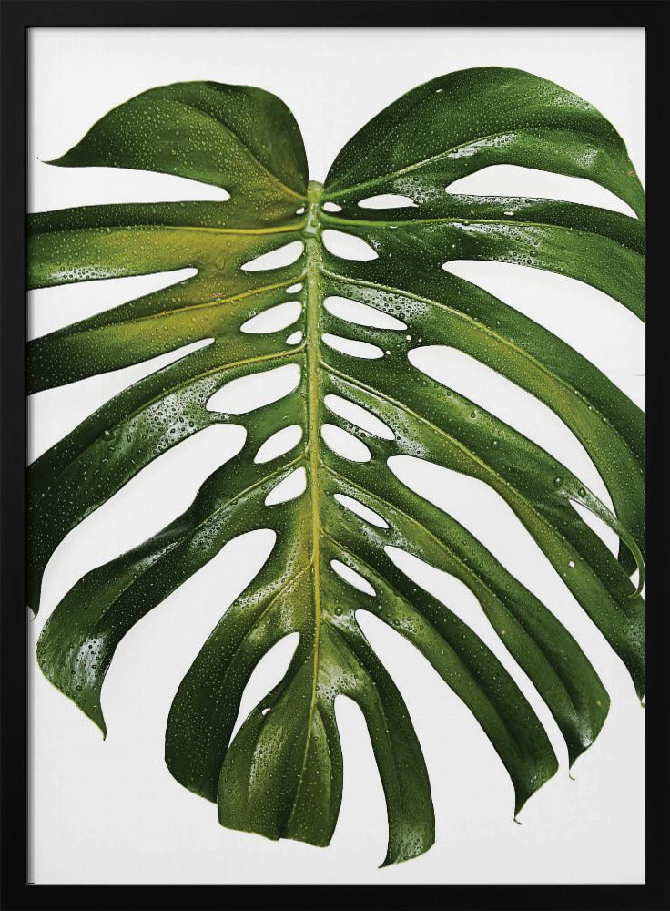 Verdant Monstera Leaf | Poster
