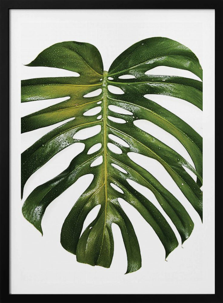 Verdant Monstera Leaf | Poster