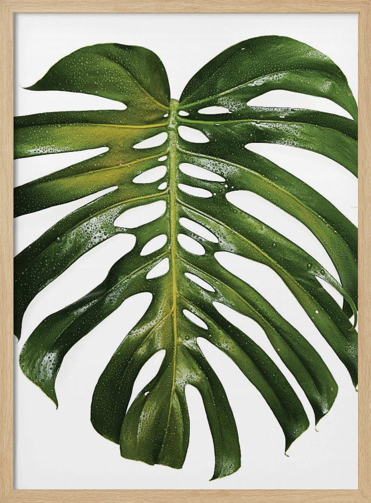Verdant Monstera Leaf | Poster