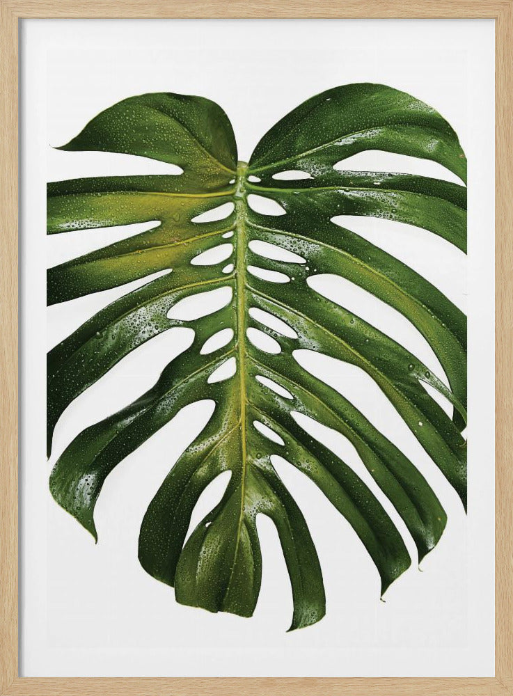 Verdant Monstera Leaf | Poster