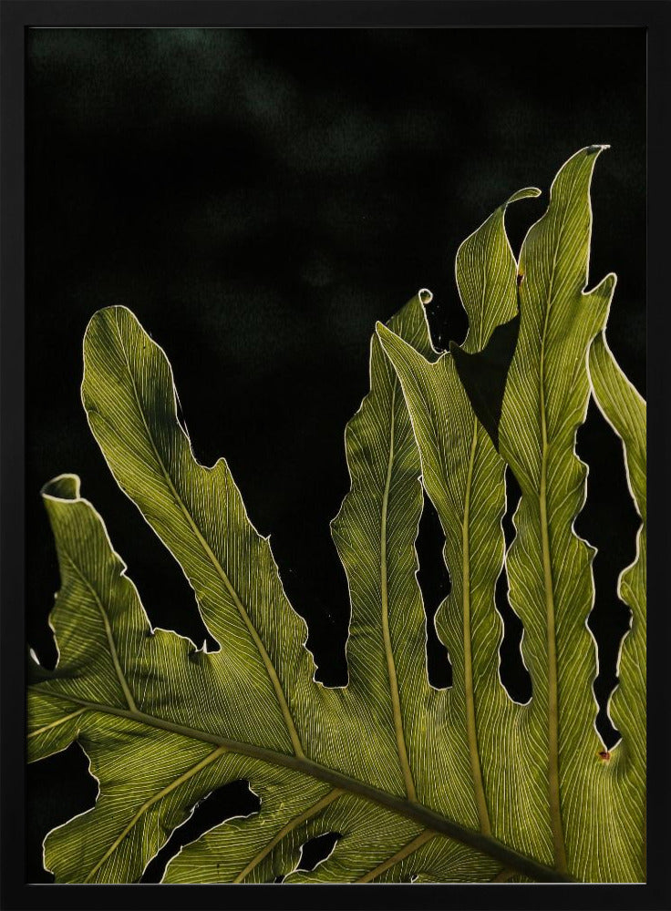 Leafy Silhouette | Poster