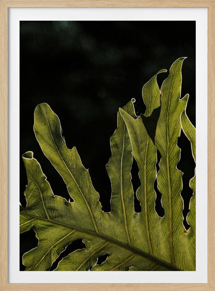 Leafy Silhouette | Poster