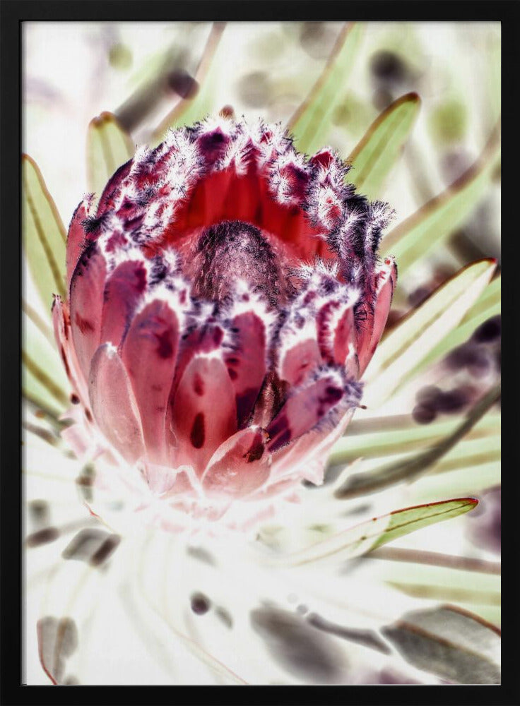 Blooming Protea Flower | Poster