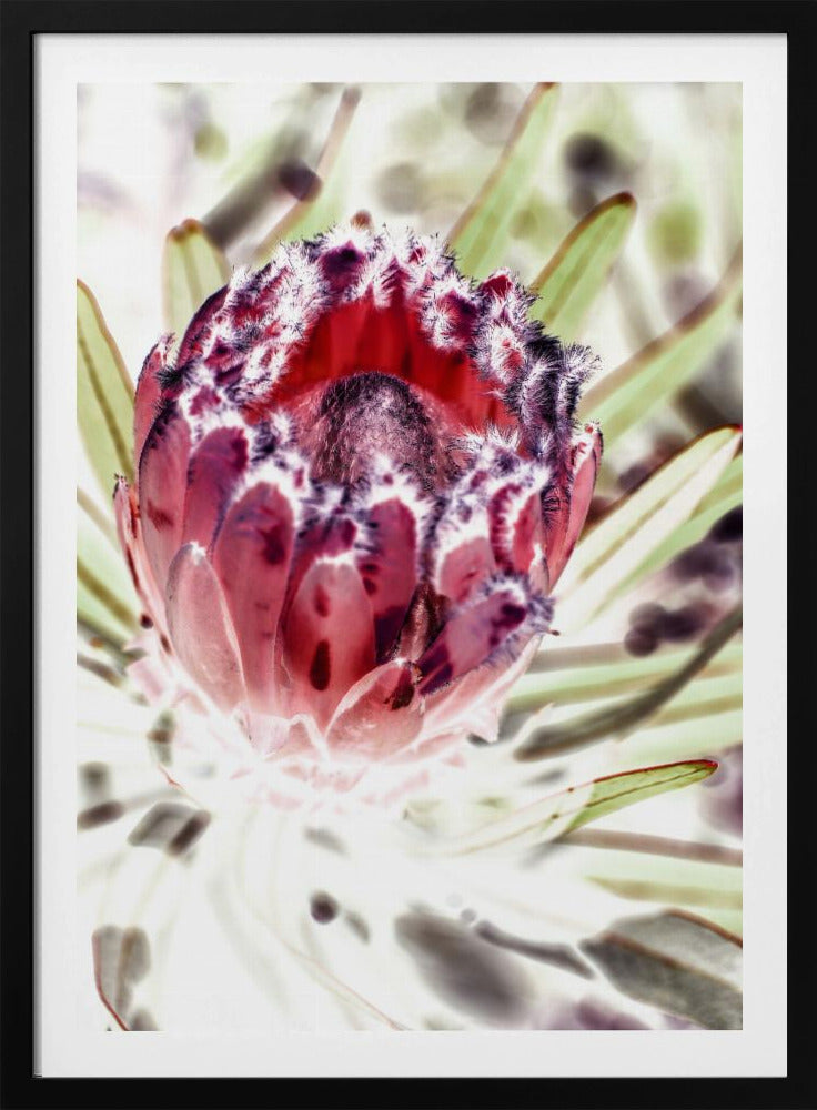 Blooming Protea Flower | Poster