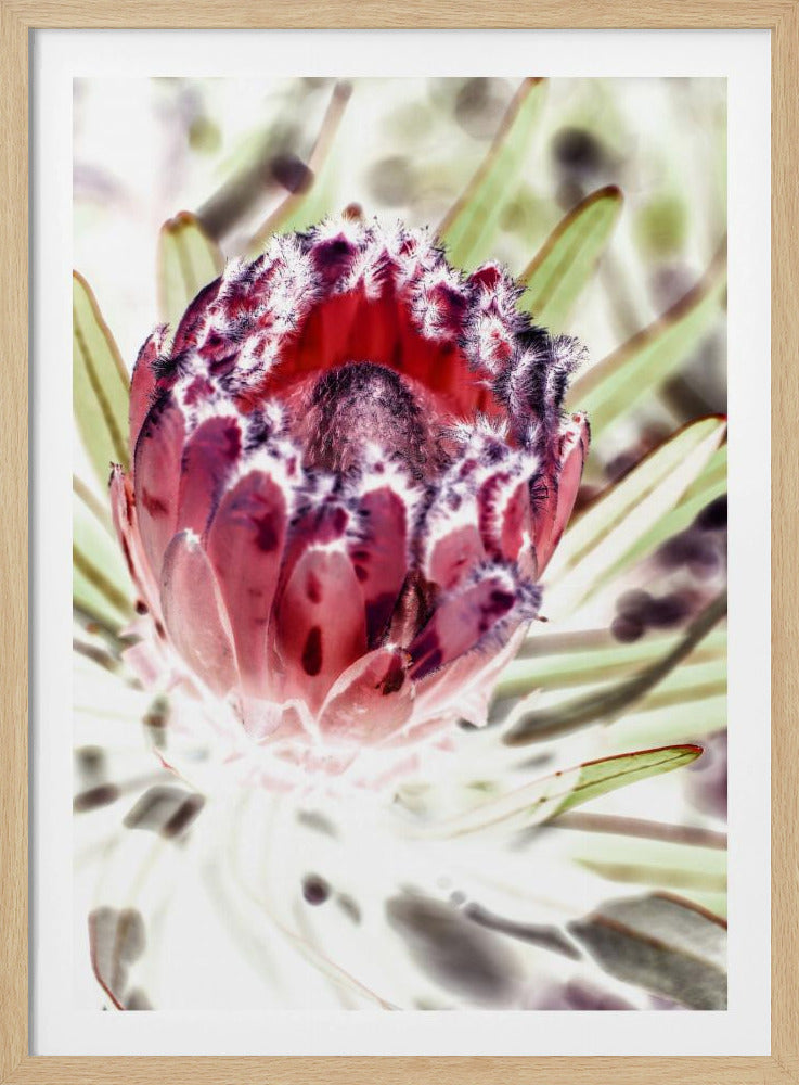 Blooming Protea Flower | Poster