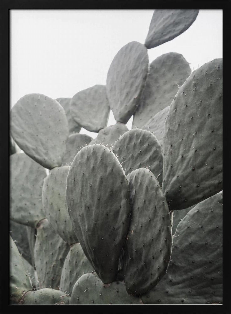 Beauty Of Cactus | Poster