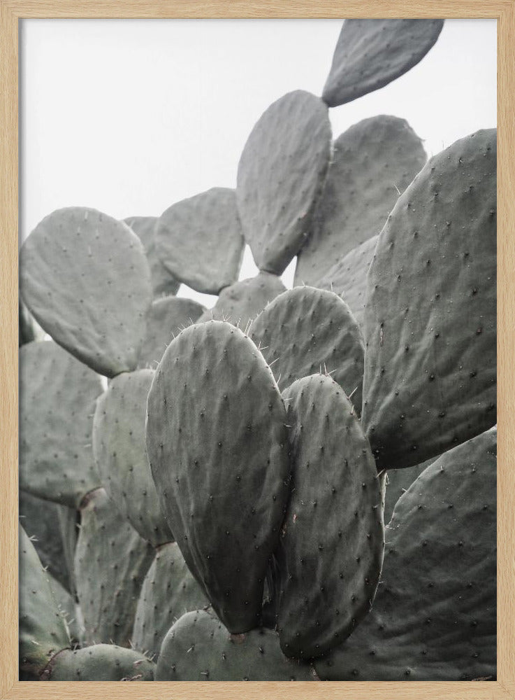 Beauty Of Cactus | Poster