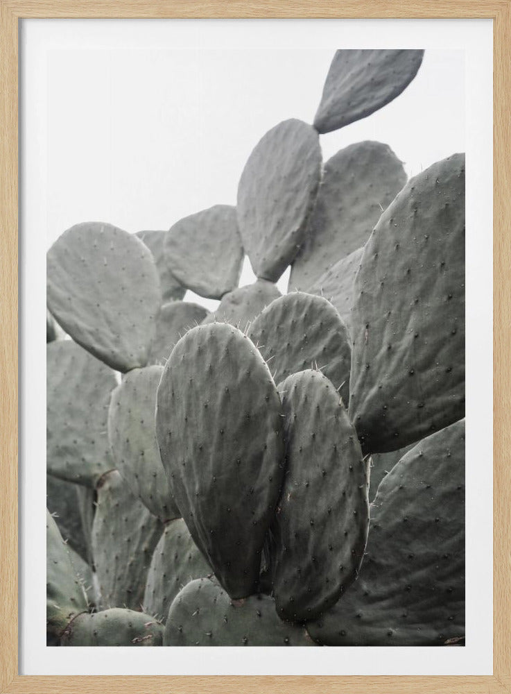 Beauty Of Cactus | Poster