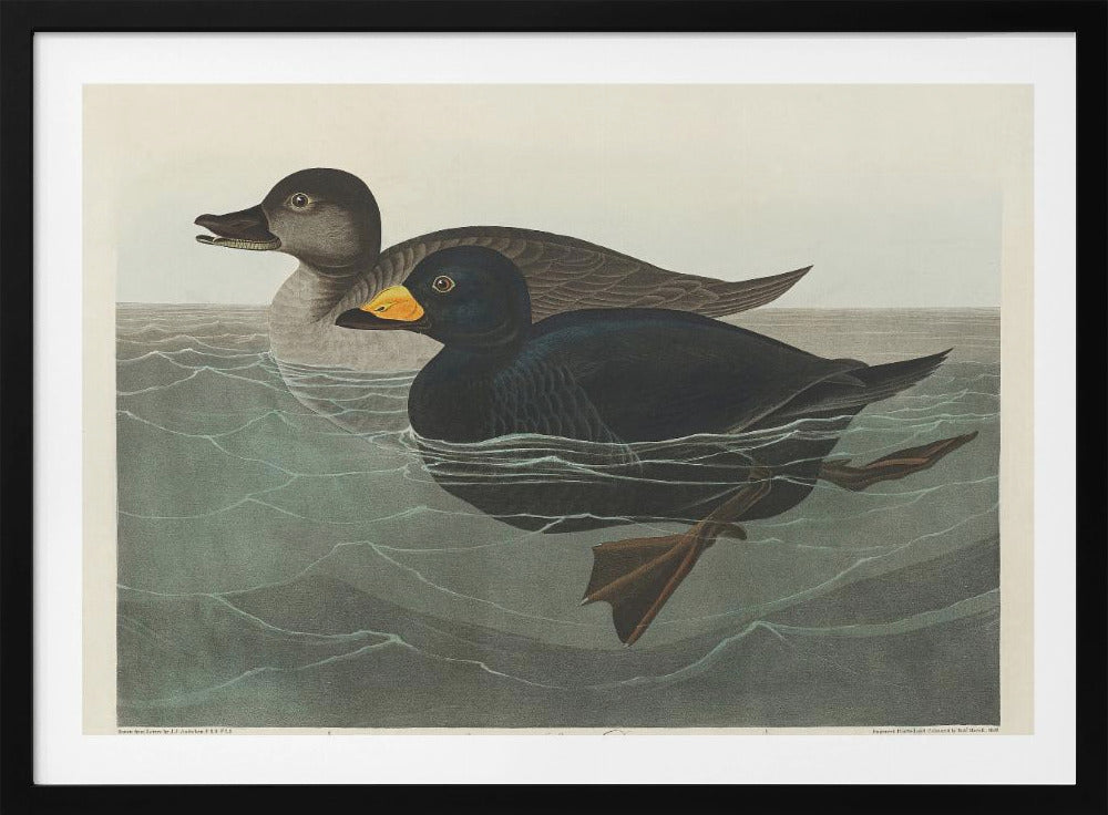 American Scoter Duck From Birds of America (1827) | Poster