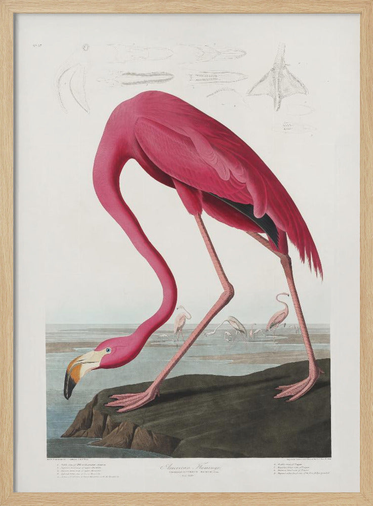 Pink Flamingo From Birds of America (1827) | Poster