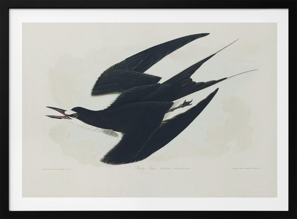 Sooty Tern From Birds of America (1827) | Poster