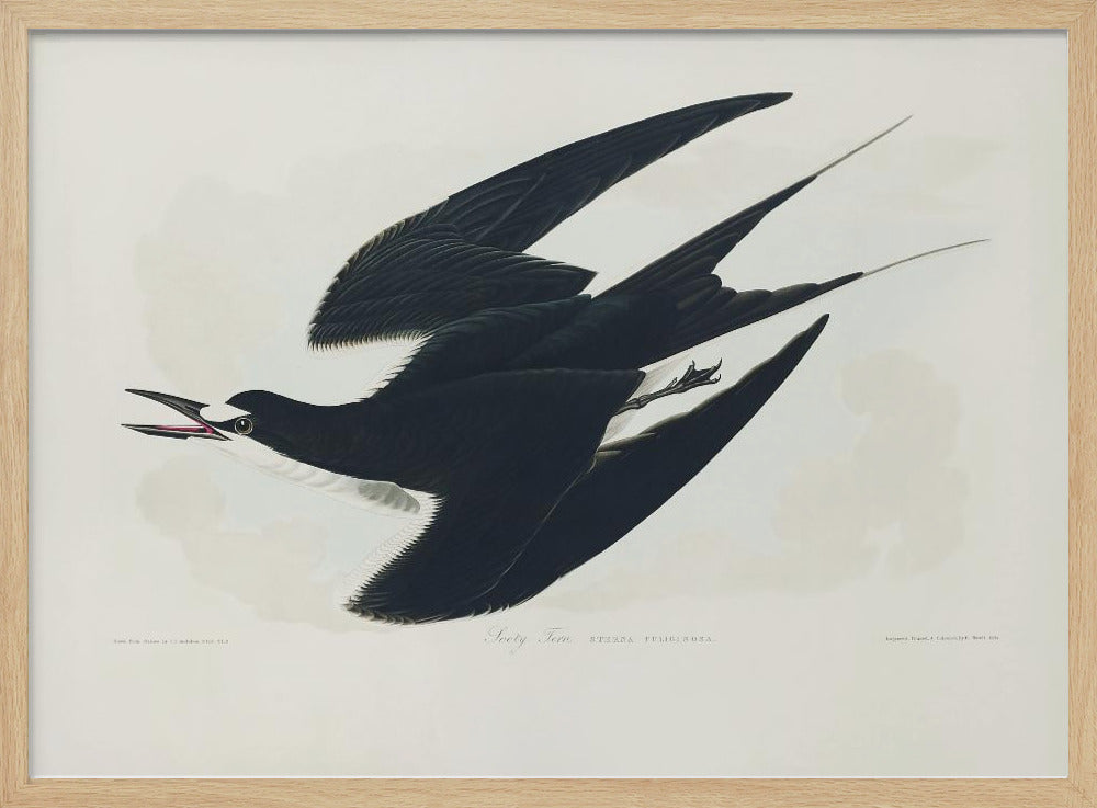 Sooty Tern From Birds of America (1827) | Poster