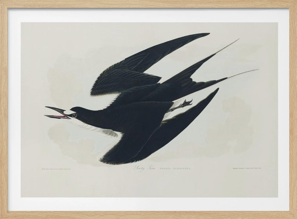 Sooty Tern From Birds of America (1827) | Poster