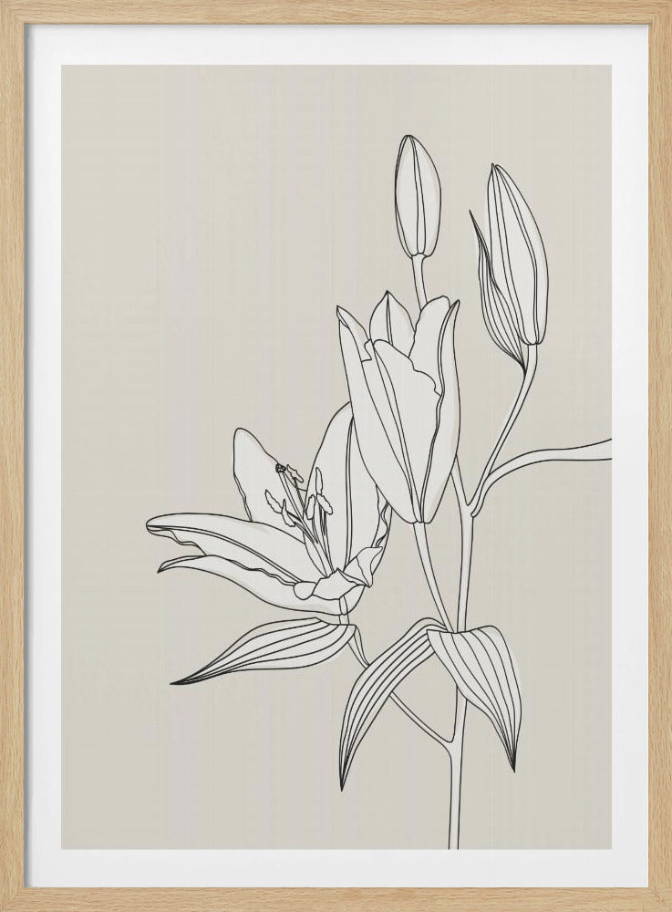 Line art lillies in beige | Poster