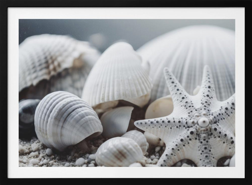 Seashell Symphony | Poster