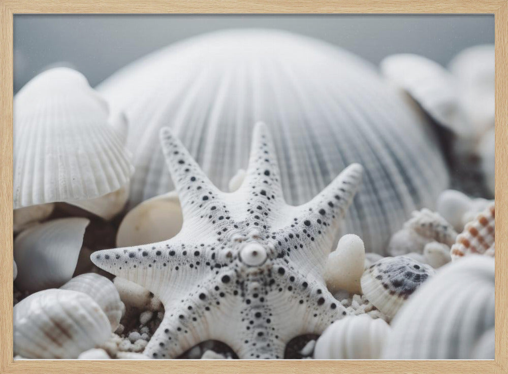 Seashell Symphony | Poster
