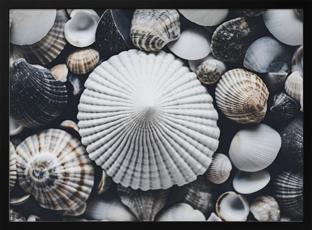 Shell Symphony | Poster