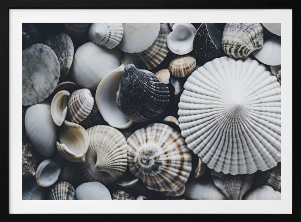 Shell Symphony | Poster