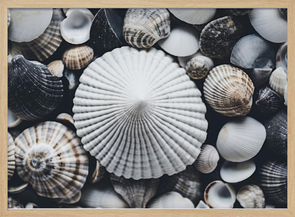 Shell Symphony | Poster