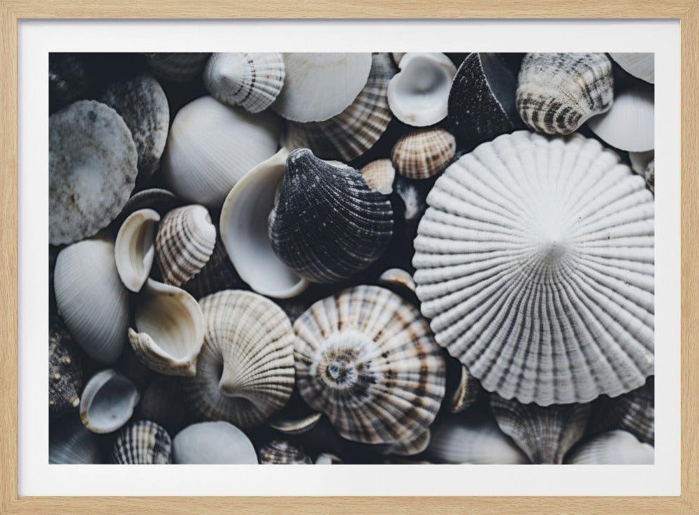 Shell Symphony | Poster