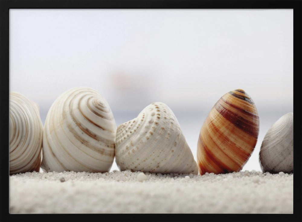 Seashell Symphony | Poster