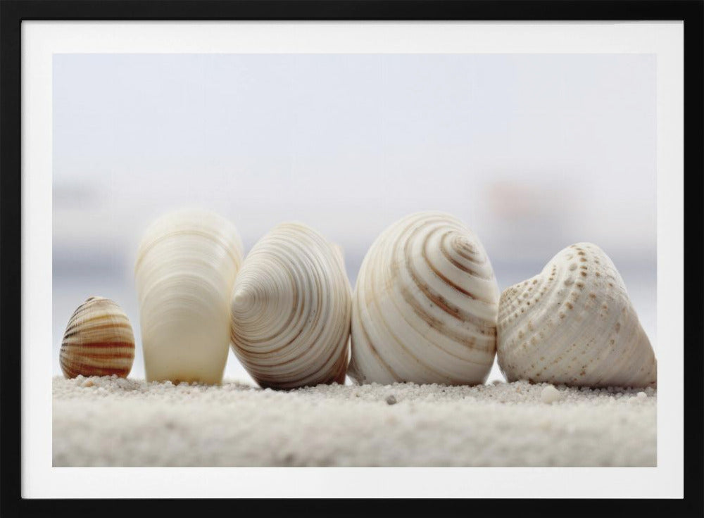 Seashell Symphony | Poster