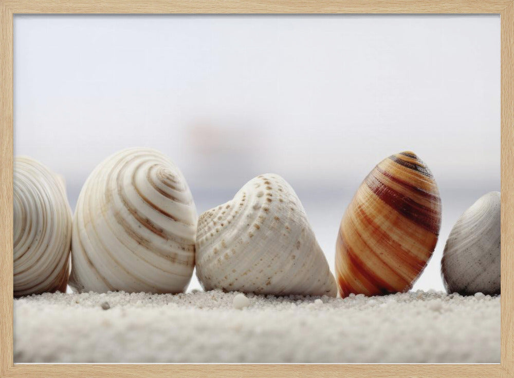 Seashell Symphony | Poster