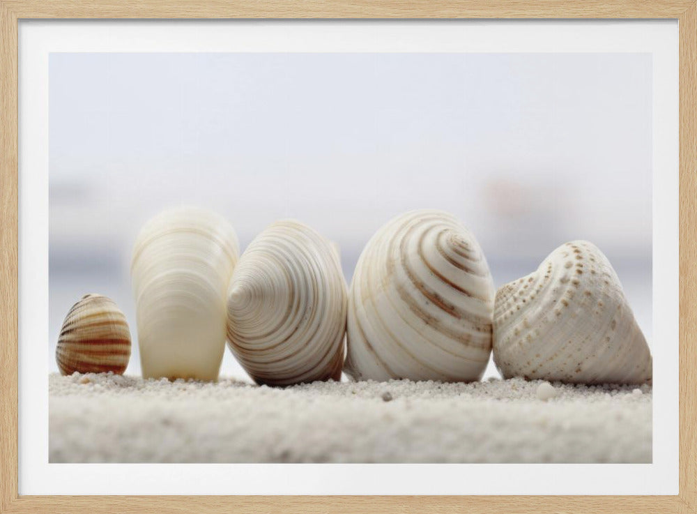 Seashell Symphony | Poster