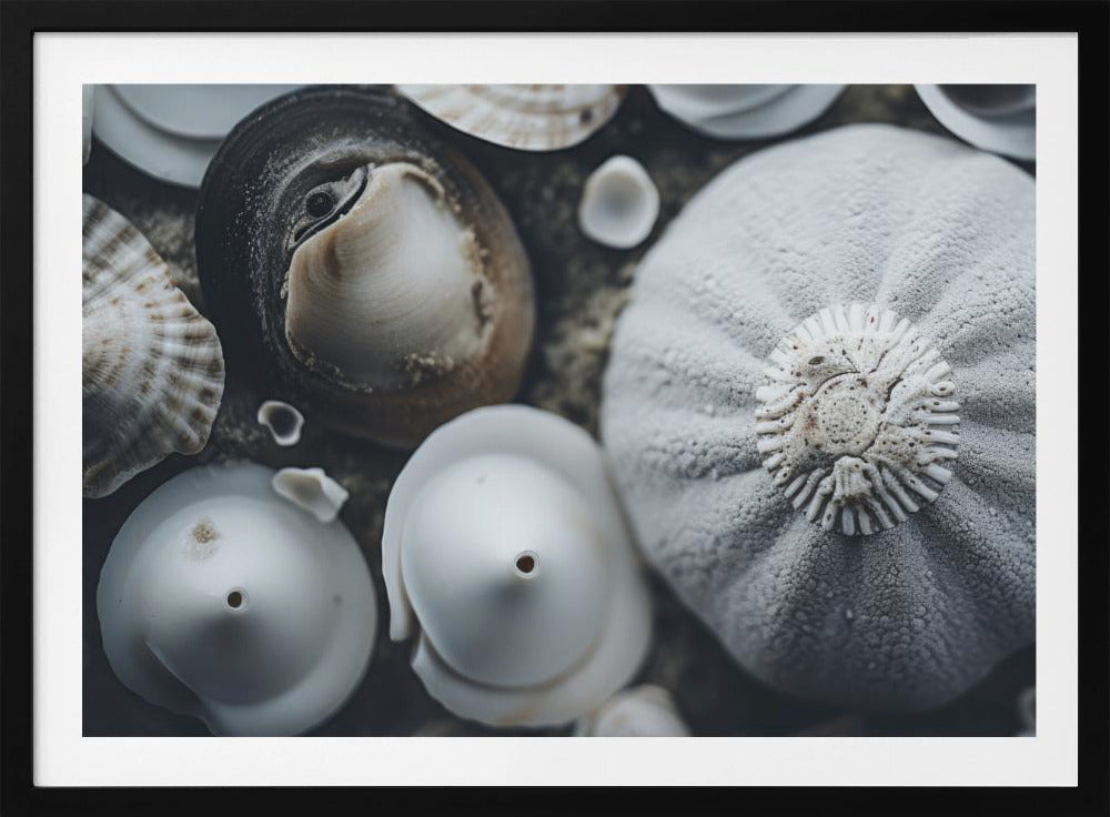 Seashell Symphony | Poster