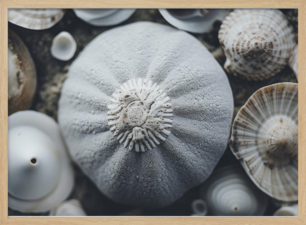 Seashell Symphony | Poster