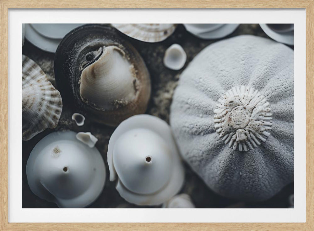 Seashell Symphony | Poster