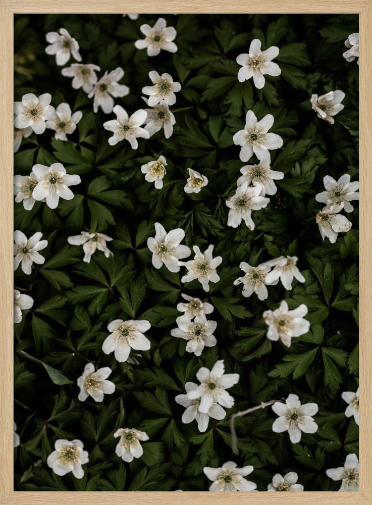 Tiny Flowers 2 | Poster