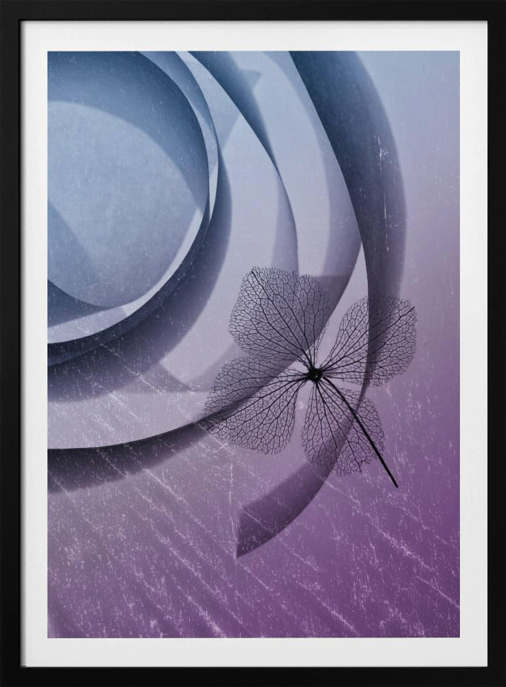 Hydrangea | Poster