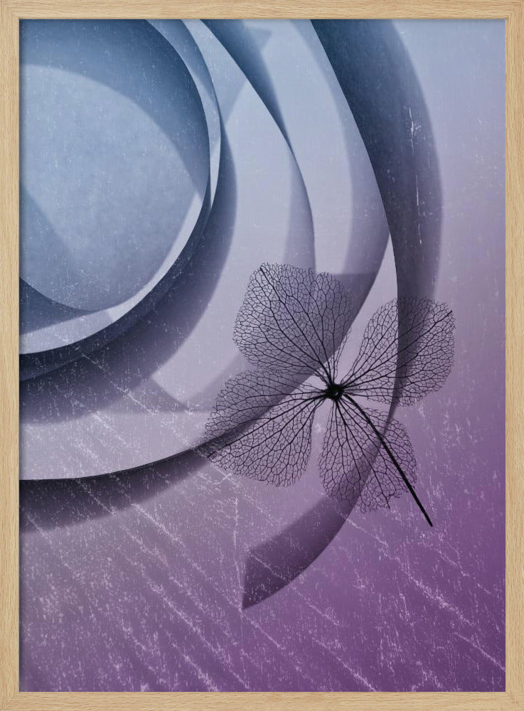 Hydrangea | Poster