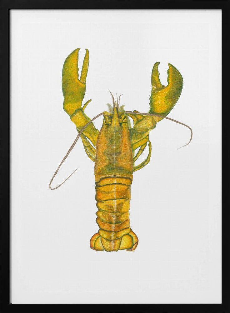 Lobster | Poster