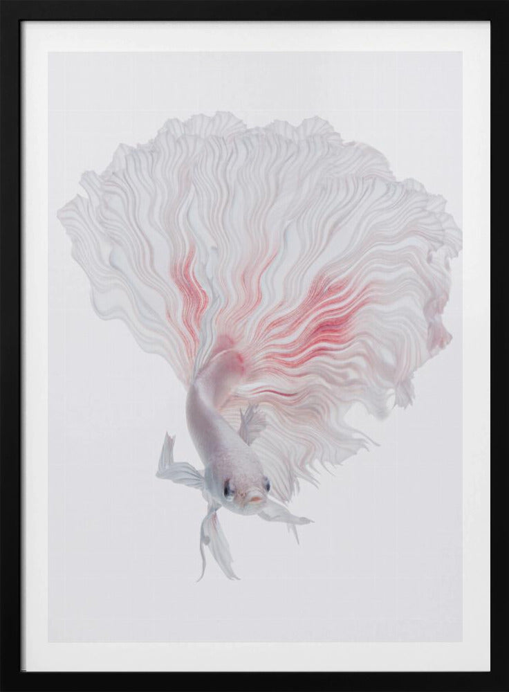 ROOT BETTA | Poster