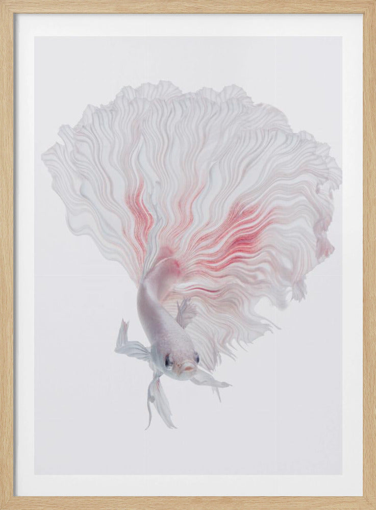 ROOT BETTA | Poster