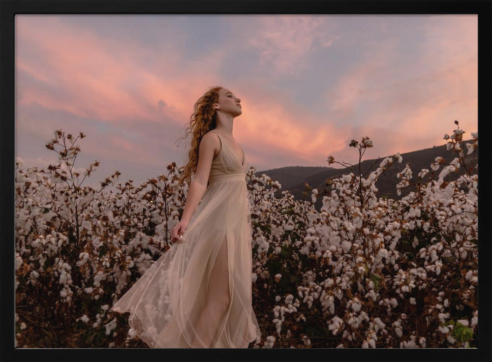 Sunset in the cotton field | Poster