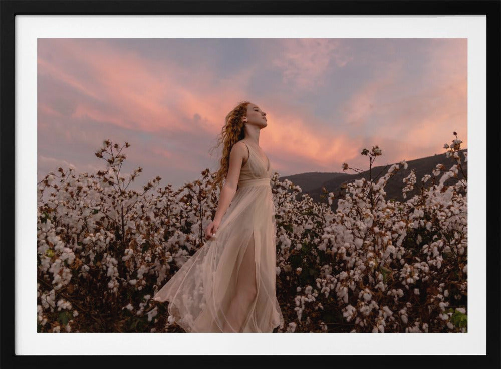 Sunset in the cotton field | Poster