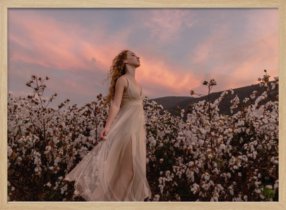 Sunset in the cotton field | Poster